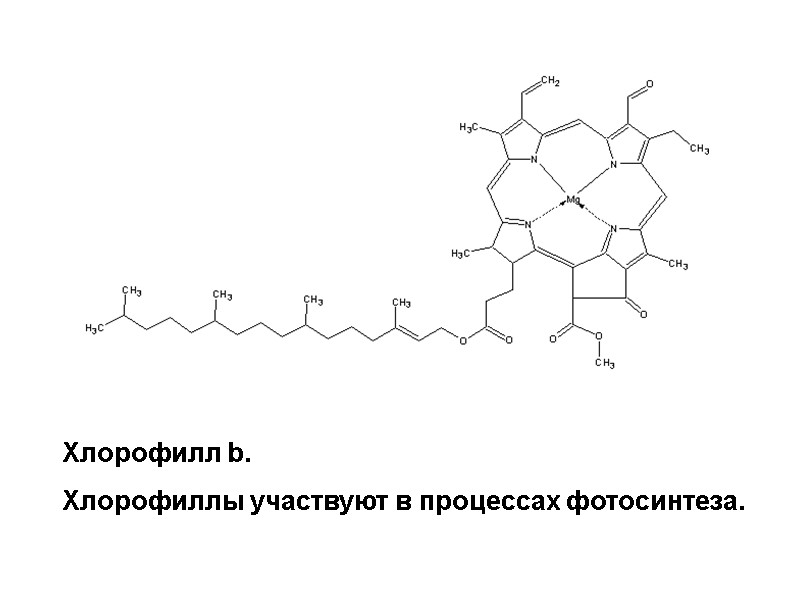 Хлорофилл b.  Хлорофиллы участвуют в процессах фотосинтеза.